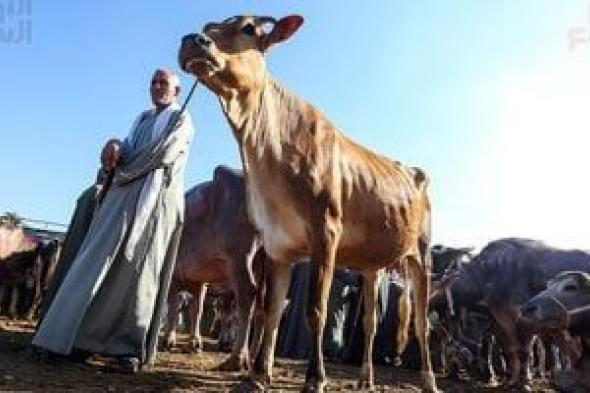 نداء عاجل من "الخدمات البيطرية" للمزارعين: تعاونوا لحماية الثروة الحيوانية