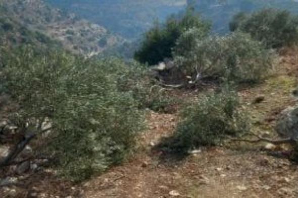 أسوأ موسم للزيتون فى الأردن منذ 20 عاما.. تراجع الإنتاج يهدد الأمن الغذائى