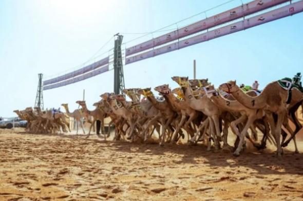 الهجن السعودية تواصل صدارة كأس الأولمبية السعودية