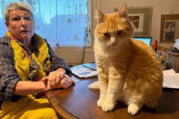 غرامة مئات الدولارات بسبب فضول قطة