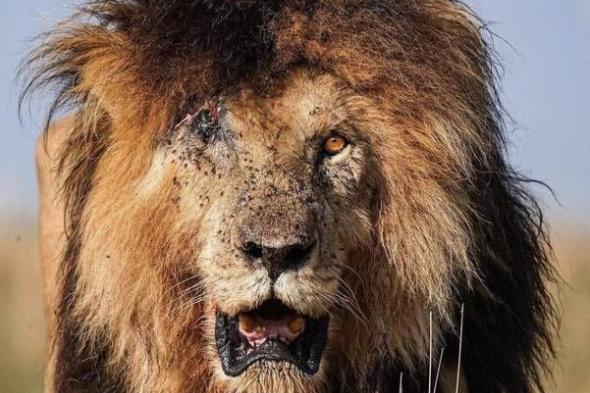 نيوزيلندا تحكم على 7 أسود بالإعدام «الرحيم»