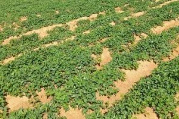 البطاطا تحتل المركز الخامس فى قائمة الصادرات الزراعية بـ 212 ألف طن