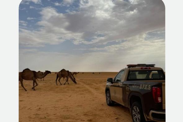 ضبط مواطن رعى 20 متنًا من الإبل في محمية الملك عبدالعزيز