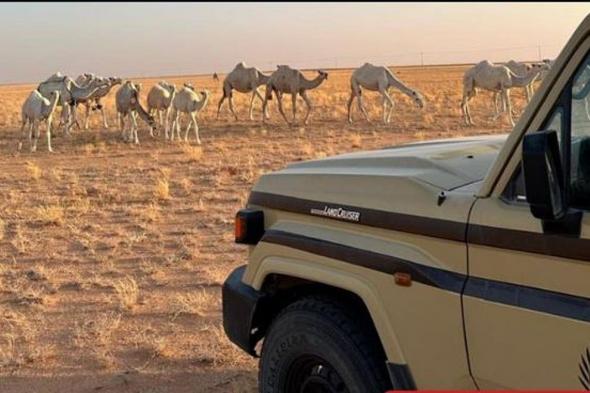 ضبط مواطن لارتكابه مخالفة رعي في محمية الملك عبدالعزيز الملكية