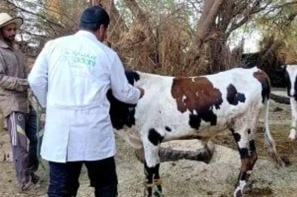 تحصين 35 ألف رأس ماشية ضد أمراض الحمى القلاعية والوادي المتصدع بالوادى الجديد