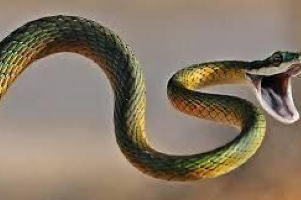 الأفاعي تخرج من الأرض وترعب سكان مدينة إسرائيلية