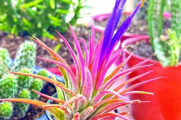 نباتات بلا تربة ويكفيها الهواء