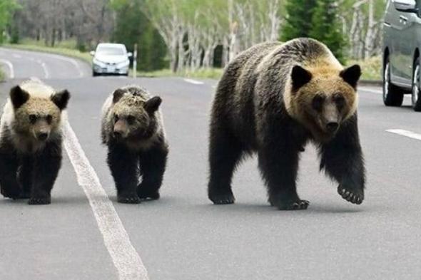 اليابان تقترح على الأطفال حمل عبوات بلاستيكية لمواجهة الدببة