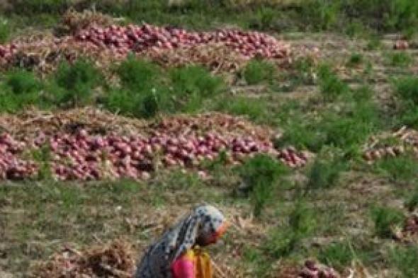 البصل يحتل المركز الثالث فى قائمة الصادرات الزراعية بـ258 ألف طن