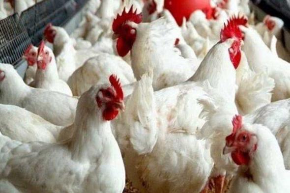 أسعار الفراخ البيضاء ترتفع والبلدي تنخفض بشكل ملحوظ اليوم الجمعة 7 نوفمبر 2025