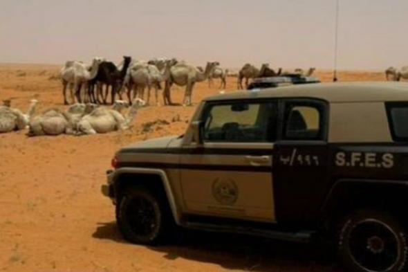 ضبط مواطن لقيامه بالرعي دون ترخيص في محمية عروق بني معارض الطبيعية