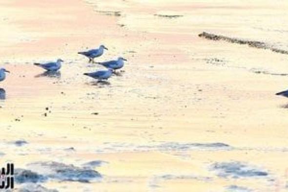 ماذا فعلت وزارة البيئة لتنشيط سياحة مشاهدة الطيور المهاجرة؟