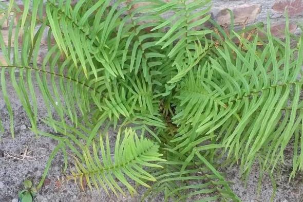 استخراج معدن نادر من نبات السرخس