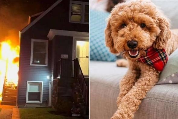 كلب ينقذ عائلة من الموت