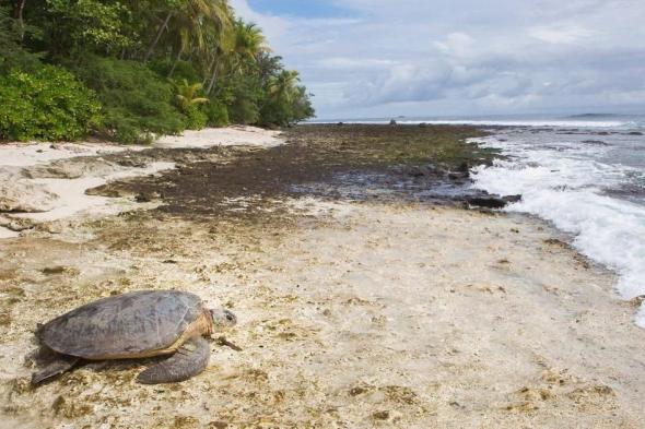 مشروع أسترالي لحماية السلاحف الخضراء من الانقراض