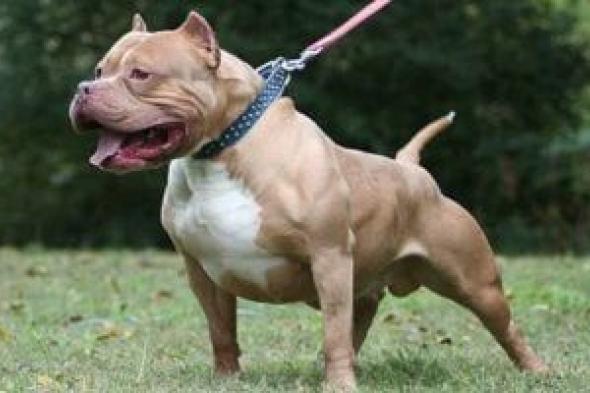 حالات يتم التحفظ فيها على الحيوانات الخطرة أو الكلاب فى أماكن الإيواء