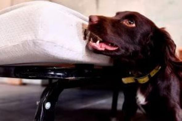 سجل للقيادة ورقم مسلسل.. أبرز إجراءات حيازة الكلاب المرخصة