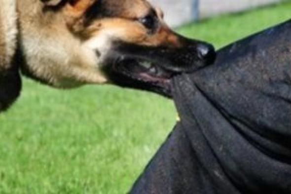 بيانات يجب توافرها لترخيص الكلاب.. اعرف التفاصيل