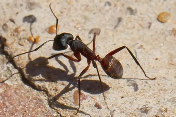 نظام ملاحي مستوحى من النمل والطيور