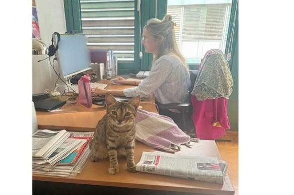 قطة مصرية تتسلل إلى السفارة الألمانية بالقاهرة