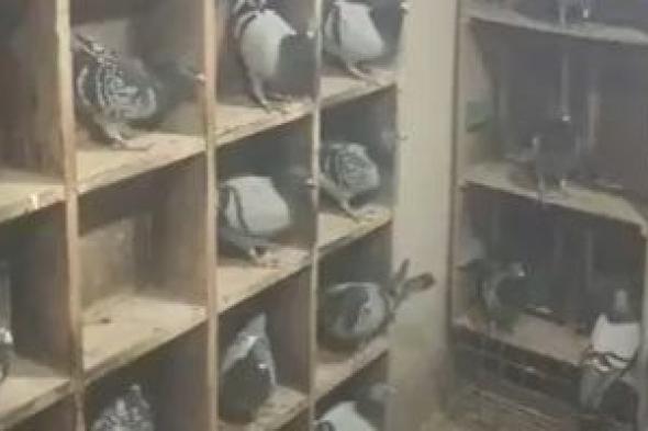 عاشق الحمام الزاجل بكفر الشيخ.. قصة بطل سباقات الجمهورية.. فيديو