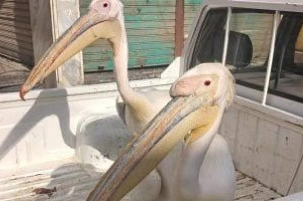 البيئة تشن حملة موسعة لمكافحة الاتجار غير المشروع فى طيور البجع بطريق السخنة