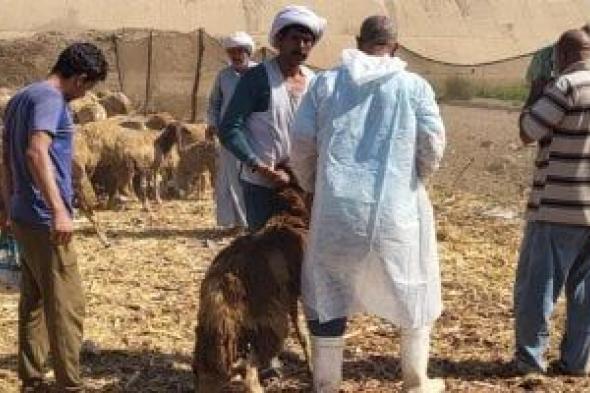 بيطري القليوبية: تحصين أكثر من 80 ألف رأس ماشية ولجان التحصين تنتشر بالقرى