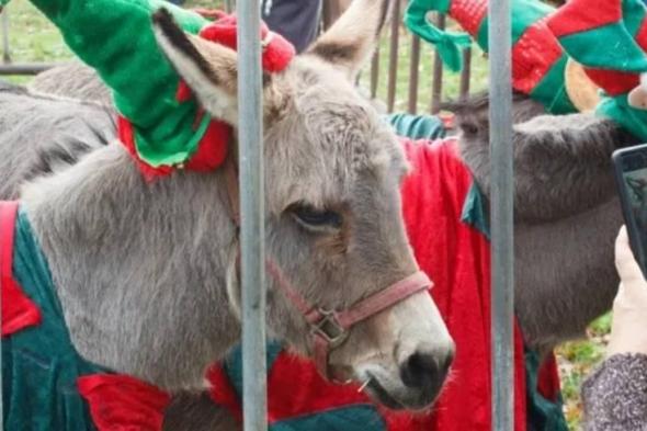 الحمير تعيد «موكب الميلاد» إلى بلدة بريطانية