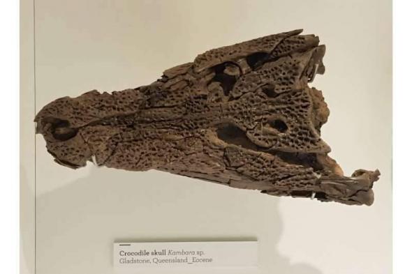 اكتشاف حفرية تمساح عاش قبل 55 مليون سنة