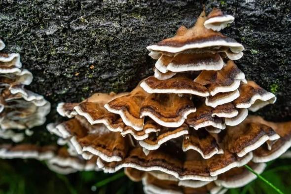 «بلاستيك طبيعي» من فطر