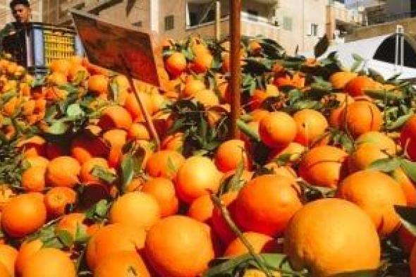 "الزراعة" تعلن بدء الموسم التصديري الجديد لمحصول البرتقال منتصف ديسمبر المقبل