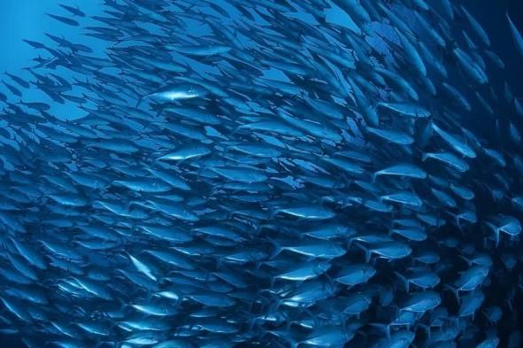 حمدان بن زايد يقر سياسة مصايد الأسماك المستدامة