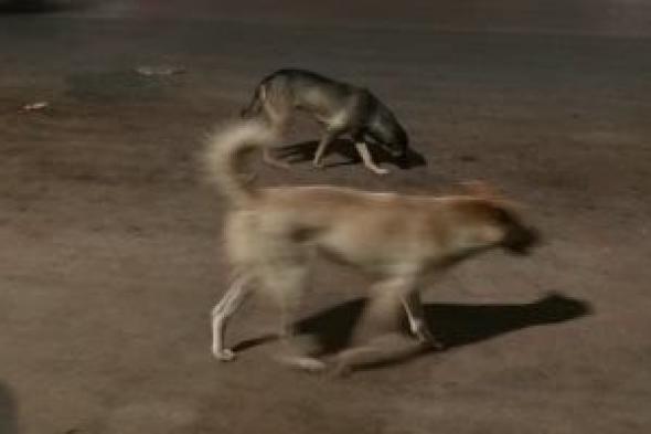 كلب ضال يعقر 9 أشخاص فى منطقة الكرور بأسوان