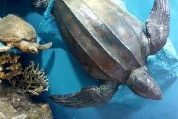 هنا تحنط الكائنات البحرية.. مقتنيات المعهد القومى لعلوم البحار بالغردقة