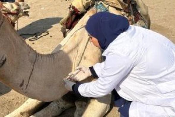 محافظة الجيزة تطلق قوافل بيطرية مجانية لرعاية الخيول والجمال بمنطقة الأهرامات