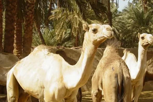 «الإرشاد
    الزراعي»:
    3
    إجراءات
    للعناية
    بالإبل