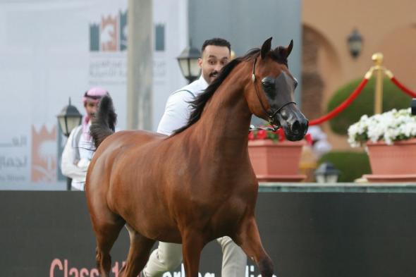 منافسات
قوية
في
اليوم
الثاني
من
العرض
الدولي
الثامن
لجمال
الخيل
العربية