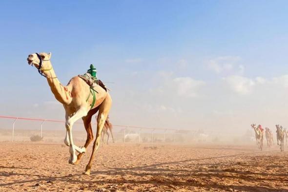 النسخة
      الـ15
      من
      مهرجان
      محمد
      بن
      زايد
      لسباقات
      الهجن
      تنطلق
      الأربعاء