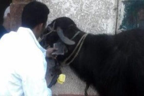 كيف
تحمي
الماشية
من
صدمة
البرد
وأمراض
الشتاء؟