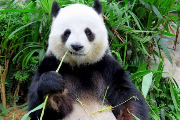 وسط خلافات ثنائية.. حزن في اليابان قبل مغادرة آخر حيواني باندا عملاقة إلى الصين