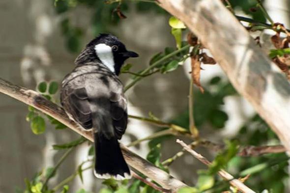 البلبل
    أبيض
    الخدّ..
    نغمة
    الطبيعة
    المقيمة
    في
    سماء
    الحدود
    الشمالية