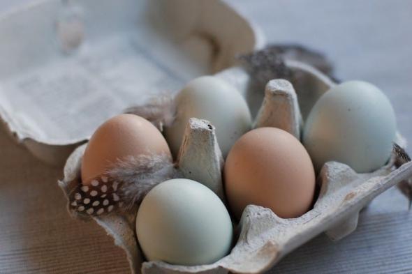 هذا
هو
الفرق
بين
البيض
البني
والبيض
الأبيض