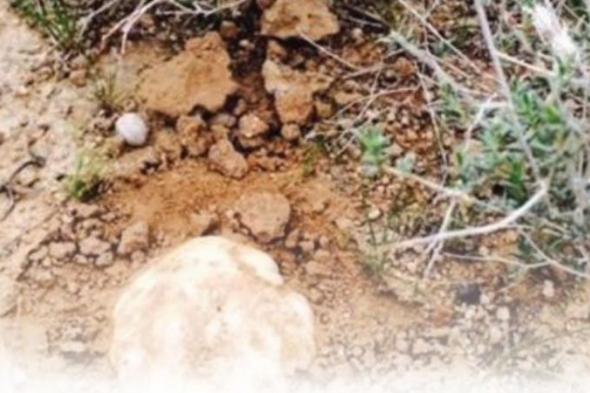 حرس
الحدود
للباحثين
عن
الفقع:
لا
تقتربوا
من
الحدود
البرية