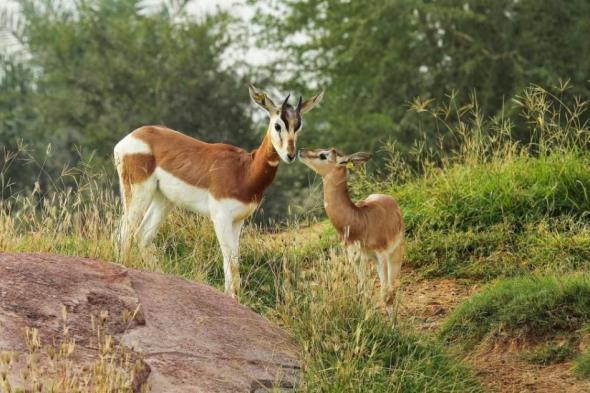 تقييم
      58
      نوعاً
      من
      الثدييات
      البرية
      والبحرية
      في
      الإمارات