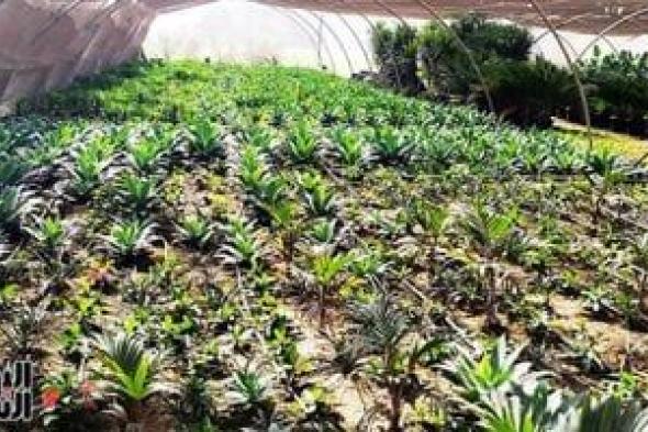 البيئة:
تطوير
مشتل
الوزارة
وجعله
مركزا
بيئيا
يجمع
بين
الإنتاج
والتعليم
البيئى