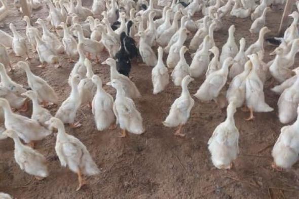 مصر
      تحصن
      1.35
      مليون
      طائر
      من
      الأمراض
      الشتوية