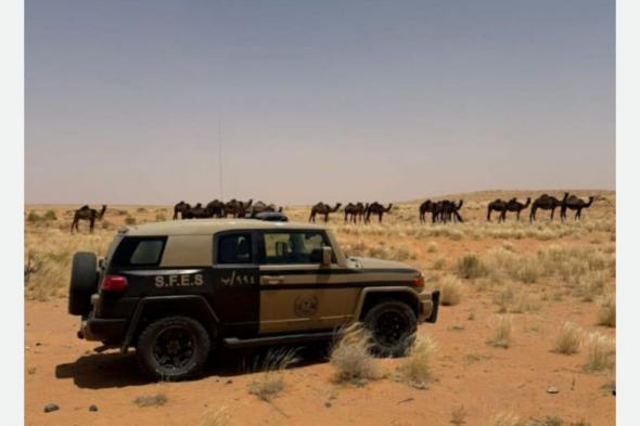 ضبط
مواطن
رعى
12
متنًا
من
الإبل
في
محمية
الإمام
عبدالعزيز