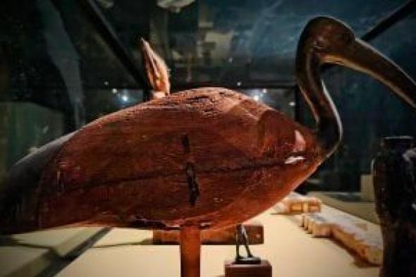 متحف
سوهاج
القومى
يعرض
قطعة
لطائر
الأبيس
تزامنا
مع
اليوم
الدولى
للتعليم