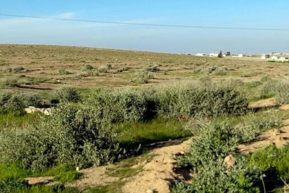 «صرة»
الأردنية
تستعيد
غطاءها
الأخضر