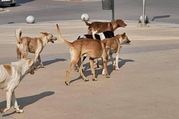 بعد
      الهجوم
      المفاجئ
      على
      طفلة..
      ملف
      الكلاب
      الضالة
      بمصر
      يعود
      للواجهة